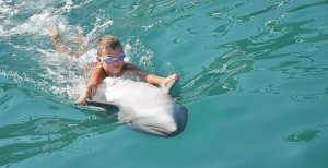 Delfinschwimmen