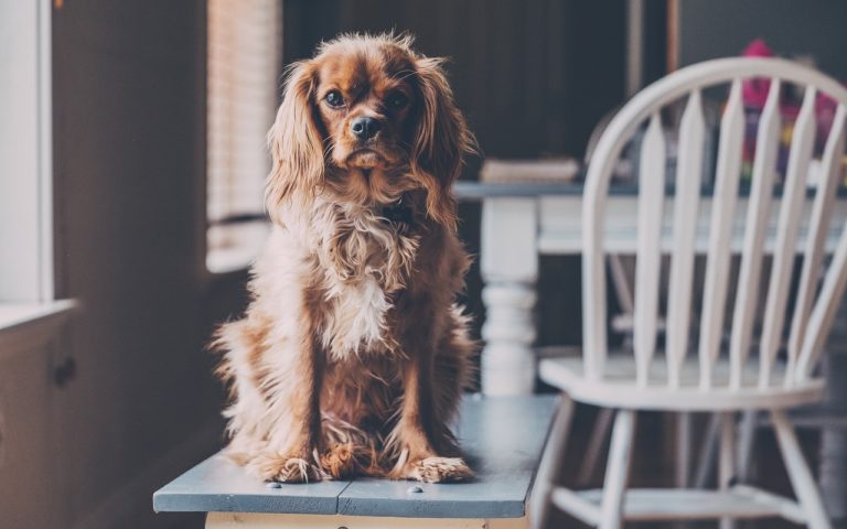 ᐅ Hunde Indoor Aktivitäten Erlebnis Gutschein Portal